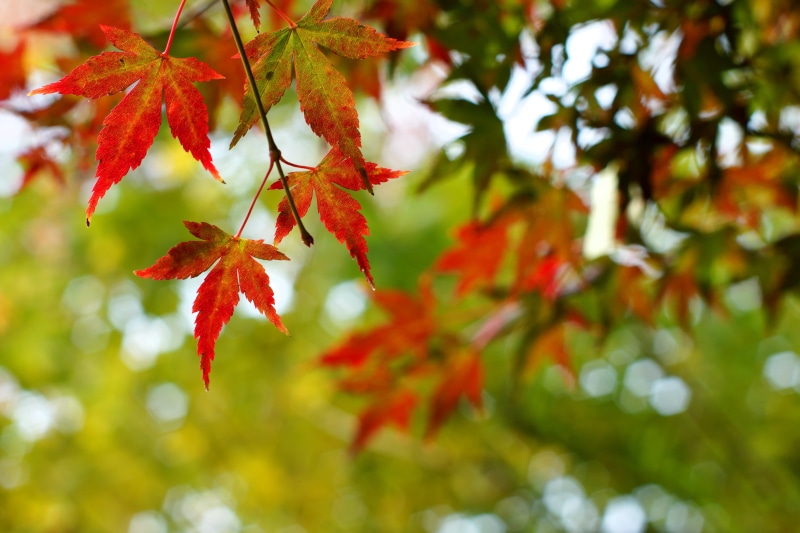 plant, branch, season, maple leaf, maple, colors, nature, tree, Takumar, F1.4, red, 5K, maple Tree, multi Colored, yellow, green, lush Foliage, outdoors