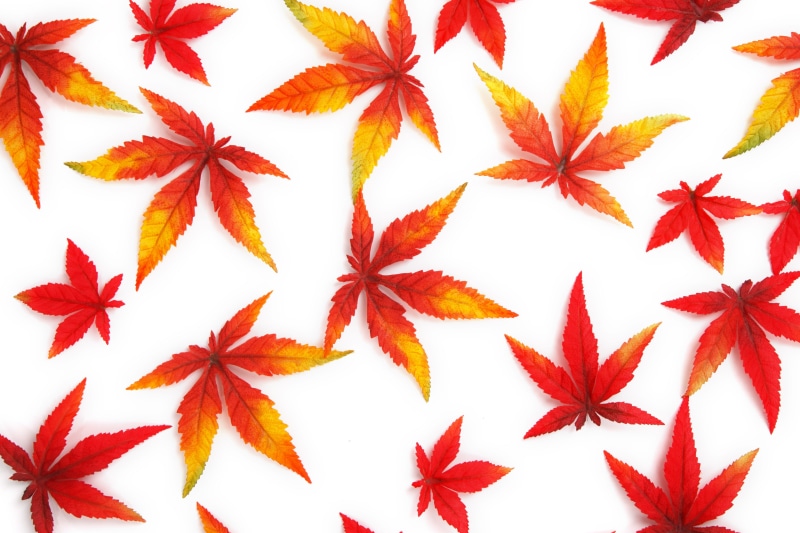 citrus fruit, autumn, backgrounds, nature, leaves, textured, abstract, food, Kush, 4K, red, background, orange, food and drink, texture, green, full frame