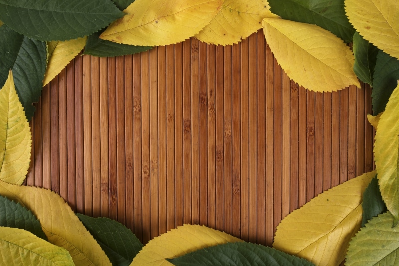 texture, day, fall, border, yellow, plant part, close-up, floral, frame, 4K, full frame, foliage, wood - material, plant, leaves, october, architecture