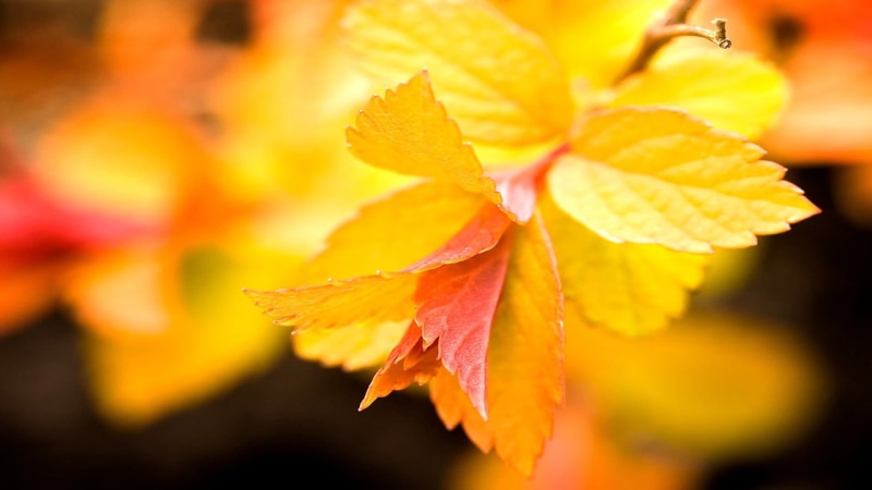 change, growth, selective focus, flower, beauty in nature, selective, no people, fragility, yellow, autumn, focus on foreground, freshness, plant, macro