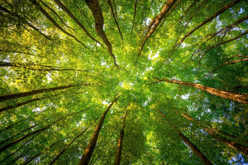 tree trunk, green color, land, rainforest, tree canopy, leaf, worms eye view, beauty in nature, plant part, full frame, day, low, bamboo - plant, nature