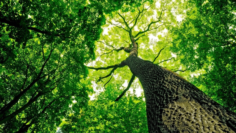 green Color, animals in the wild, eye, day, vibrant Color, sunny, trunk, woodland, park - Man Made Space, low Angle View, looking Up, oak Tree, autumn