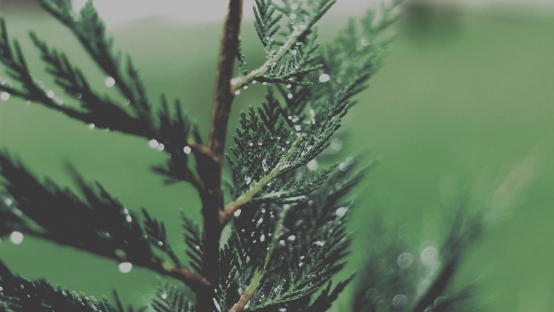 nature, wet, outdoors, beauty in nature, leaves, day, plant, focus on foreground, no people, dew, rain, needle - plant part, drop, focus, photography, purity