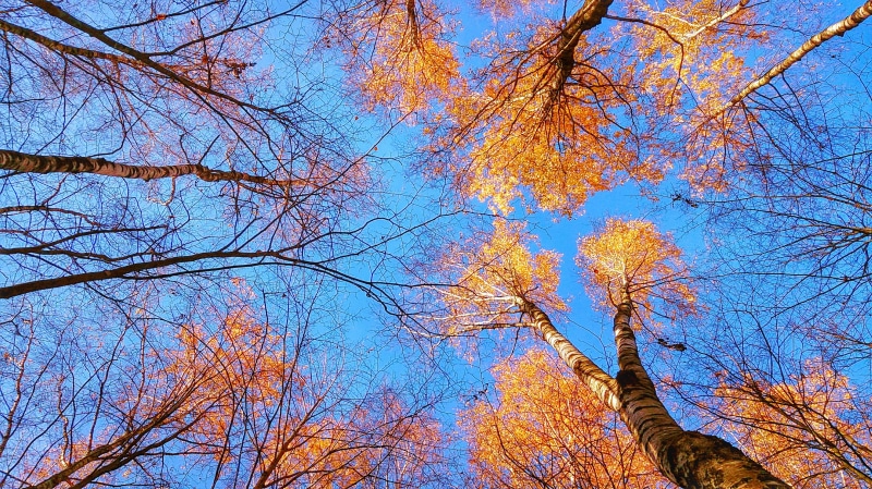 scenics, photography, growth, low angle view, bare tree, tree Trunk, vibrant Color, environment, brown, sky, tree, blue, bright, no People, fall, yellow