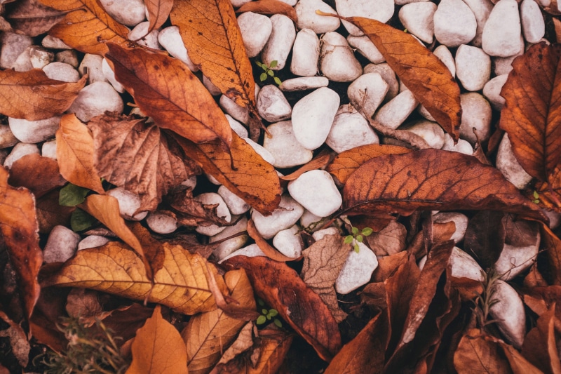 plant part, colors, brown, yellow, change, stones, tree, abstract, leaf, plant, fall, october, dry, field, orange Color, day, forest, land, falling, abundance
