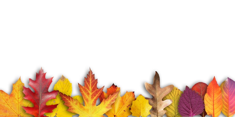colored, invitation, maple leaf, beauty in nature, leaf, text box, change, fund, nature, colors, still life, anniversary, yellow, map, banner, leaves, studio shot