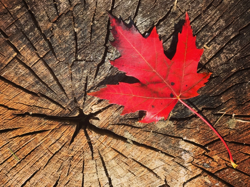 bark, autumn leaf, red leaf, autumn leaves, maple, plant, 4K, log, sheet wet, maple leaf, wood - material, maple leaves, fall, dead leaf, red leaves, close-up