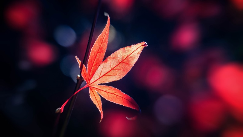 4K, maple leaf, autumn mood, red leaf, close up, autumn, japanese maple, macro photography