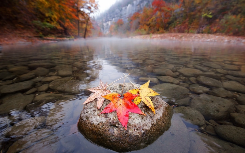 1080P, Morning, Maple, River, Leaves, Autumn, Stones