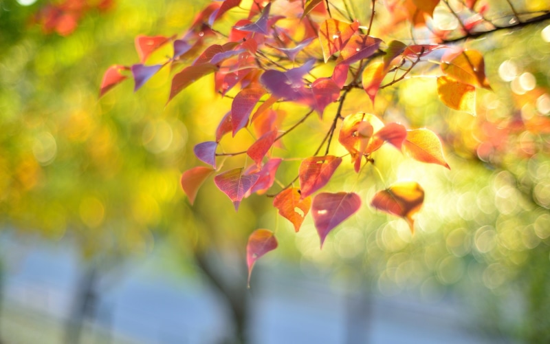 Red, Autumn, Leaves, Blur, Branch, 1080P, Nature