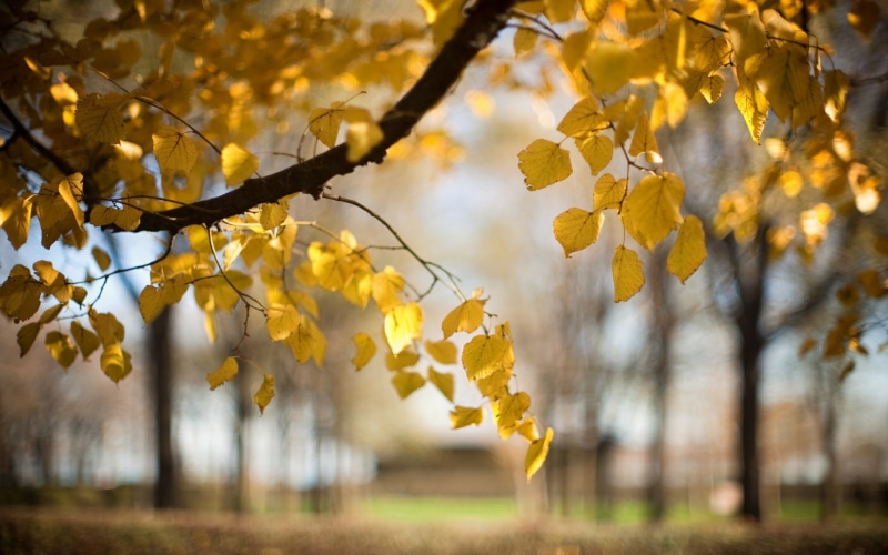 Autumn, Yellow, Nature, Blur, Trees, 1080P, Leaves