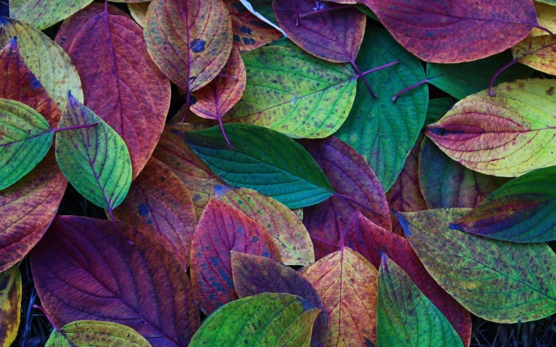 Leaves, Red, Autumn, 1080P, Green, Purple