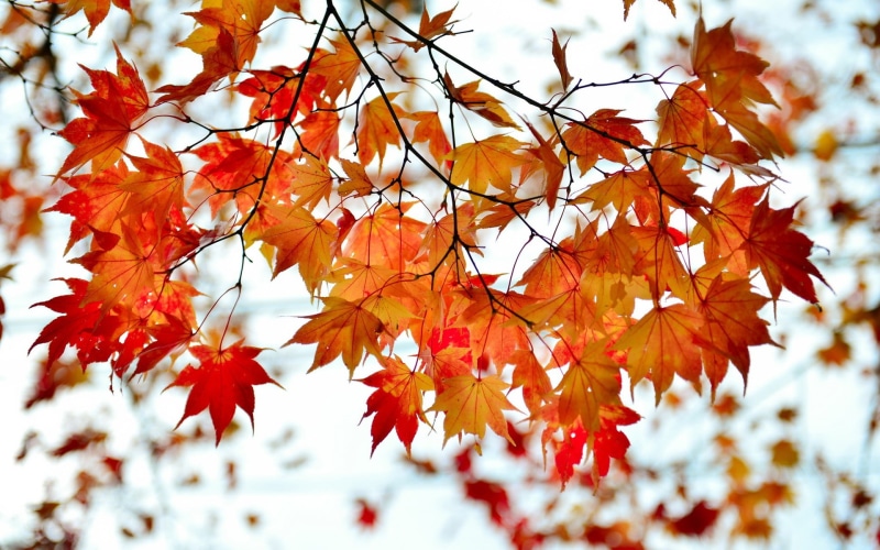 Branch, Leaves, Red, 1080P, Autumn, Maple