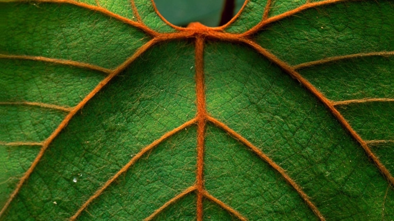 green Color, texture, 1080P, day, natural pattern, symmetry, beauty in nature, leaf, textured, full frame, abstract, leaf Vein, close-up, no people, plant part