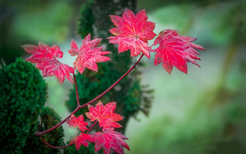 Blur, Background, Red, Autumn, 1080P, Leaves