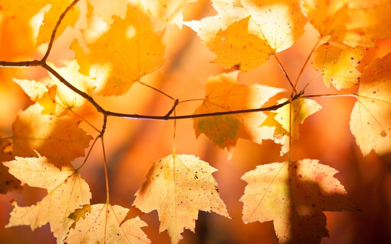 Leaves, 1080P, Branch, Red, Autumn, Sunlight, Maple, brown
