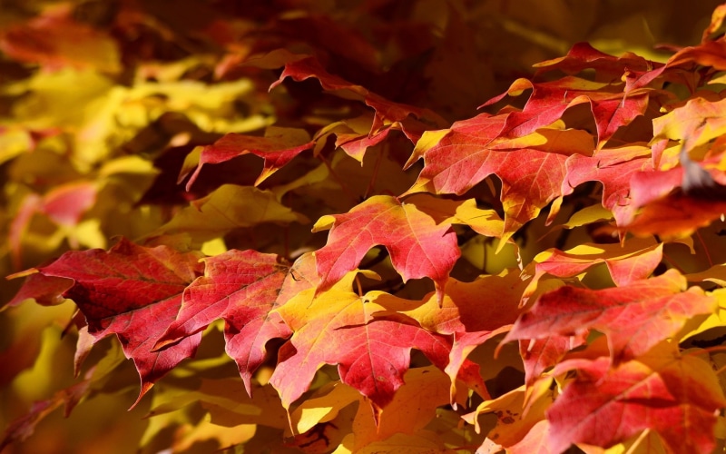 Red, 1080P, Autumn, Maple, Leaves