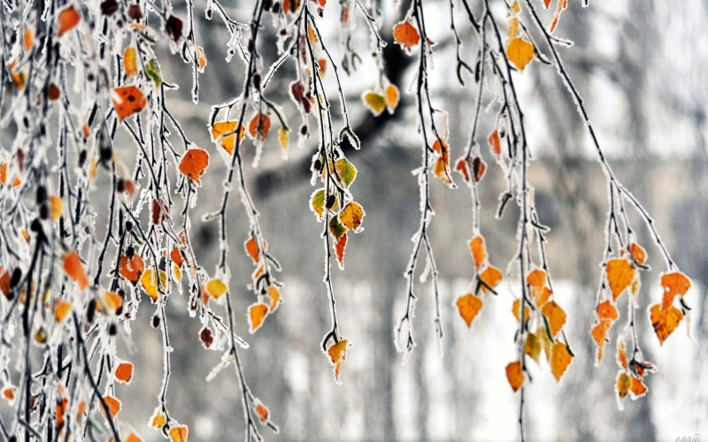 Branches, 1080P, Yellow, Frost, Leaves, Autumn