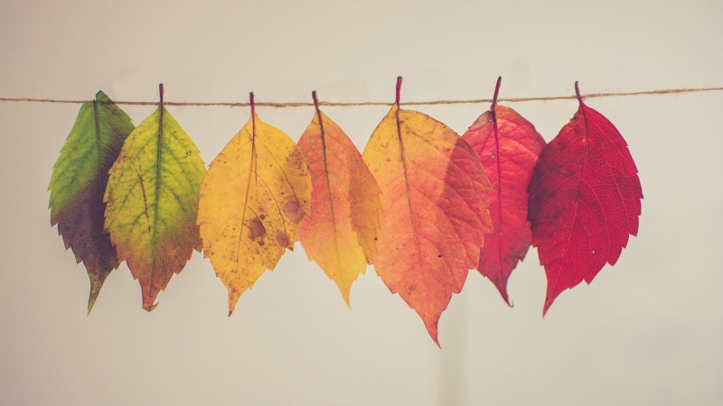 nature, side by side, hanging, clothesline, fall, clothing, assorted, ovate, no people, 2K, clothespin, day, leaves, change, in a row, group of objects