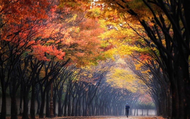 footpath, brown, autumn, leafed, treelined, leaf, multi Colored, november, tranquility, trees, change, mist, day, sunbeams, trunk, park - Man Made Space