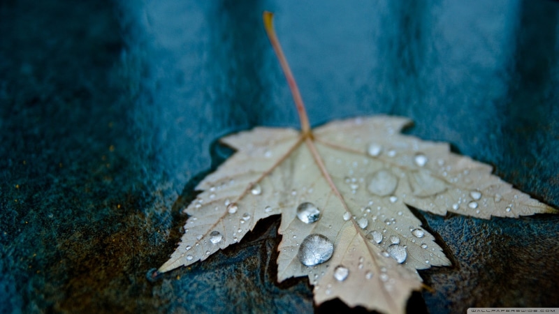 leaf, no people, raindrop, autumn, water drops, plant, gray, fragility, high angle view, change, maple, wet, macro, beauty in nature, maple leaf, leaves