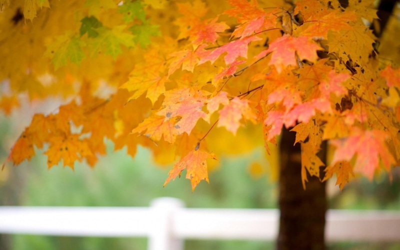 leaves, maple, nature, tree, autumn, 720P