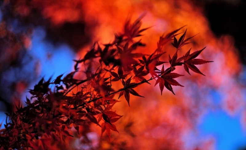mountadapter, maple leaf, plant part, japanese, Fall, 1080P, rayqual, bokeh, backgrounds, Autumn, orange color, JapaneseMaple, maple tree, plant, branch