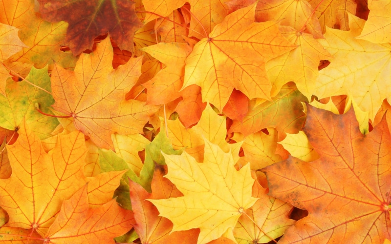 2K, Fall, Leaves, Over, Autumn, Floor, All, Yellow, Season, Maple