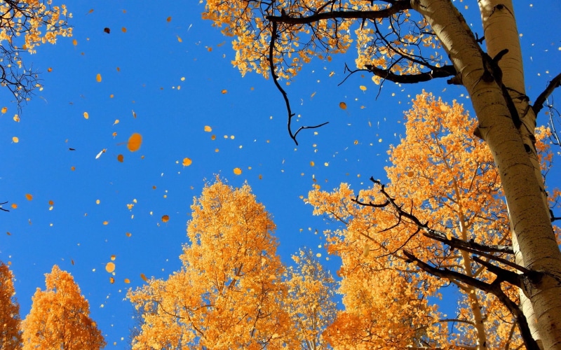 2K, falling, leaves, autumn, nature