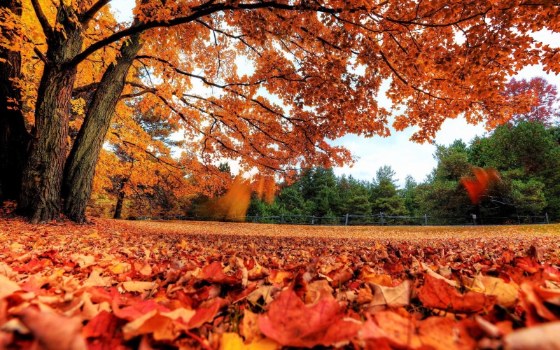 autumn, leaves, nature, 2K, maple