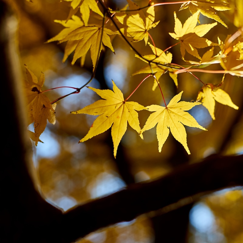 nature, Mellow Yellow, leaf, photography, plant, yellow, selective focus, selective, woodland, focus, forest, sunlight, maple leaves, maple, vibrant Color