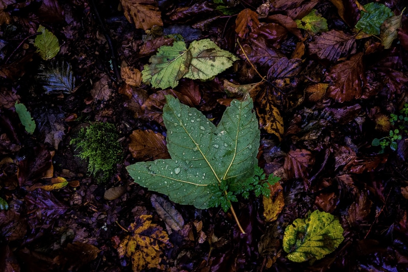 La, leaf, multi Colored, green, season, yellow, autumn, forest, nature, 5K, maple, maple leaf