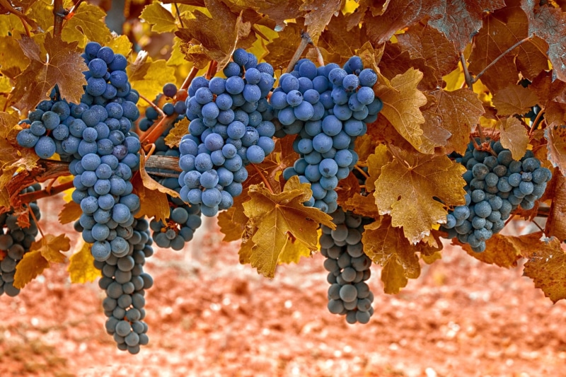 bunch, close-up, sunlight, winemaking, fruit, outdoors, healthy eating, blue, wine, grape, no People, agriculture, rural Scene, ripe, crop, red Grape, vine