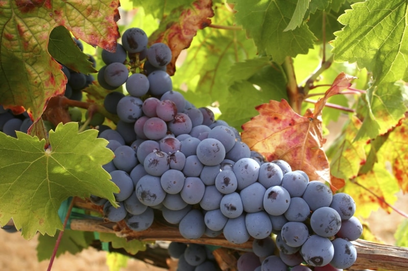 grape, plantation, no people, food, petaled, freshness, fruit, grapes, vine, winemaking, outdoors, 720P, healthy eating, agriculture, plant, Black Grapes