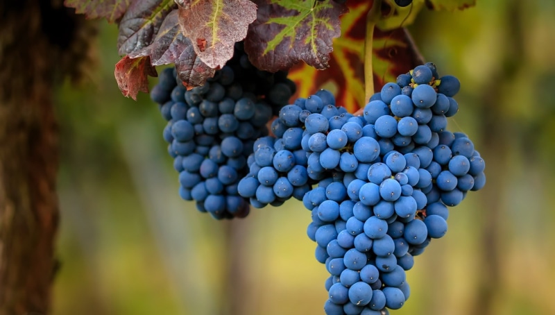 fruit, grapes, berries, food, 1080P