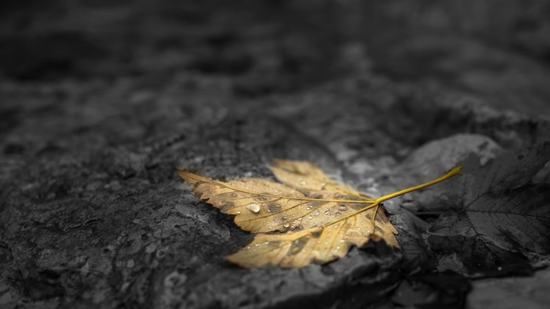dry, selective focus, dew, water drops, stones, day, change, fragility, vulnerability, leaves, selective coloring, plant part, yellow, water, fall, stone