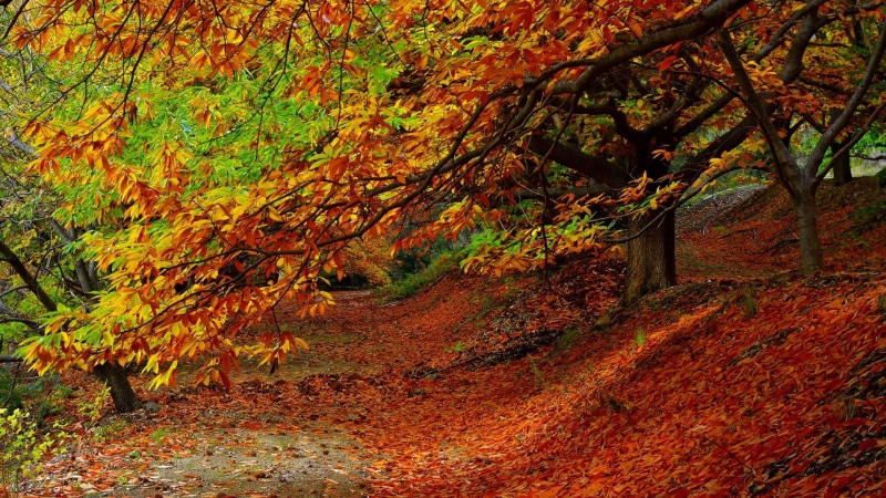 autumn, scenics, branch, orange, maple, leaves, change, bright, non-urban scene, growth, gold Colored, trees, plant, path, tranquility, day, forest, fall