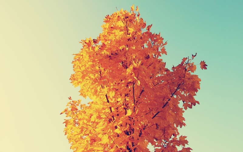 change, leafed, no people, fall, copy space, plant, leaves, close-up, maple tree, yellow, leaf, brown, trees, abstract, autumn, nature, backgrounds, maple leaf