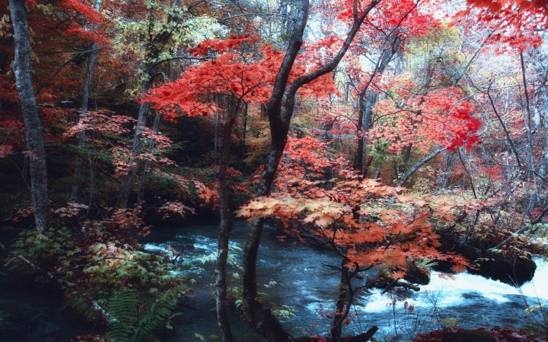 day, tranquil scene, autumn, tree, fall, outdoors, nature, flowing water, ferns, beauty in nature, landscape, woodland, forest, painting, plant, trees