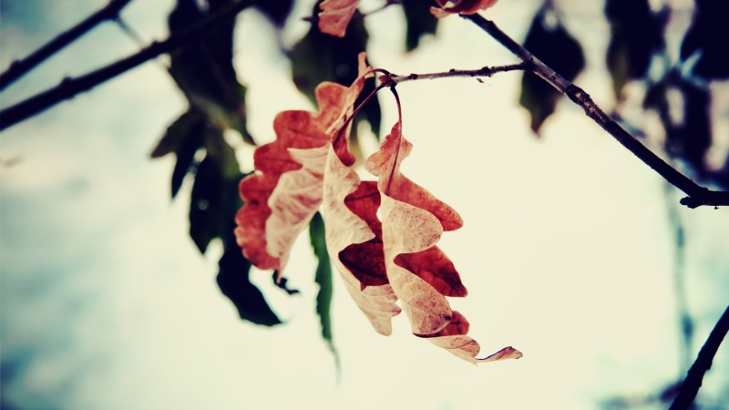 beauty In Nature, leaf, fall, selective, vulnerability, no People, fragility, nature, natural condition, tree, vibrant Color, plant, photograph, leaves