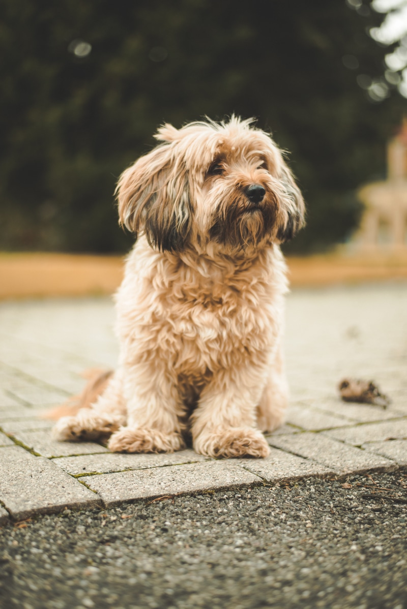 gray, animal hair, domestic animals, selective focus, fur, canine, havanese, vertebrate, shallow, floor, small, full length, portrait, small dog, concrete