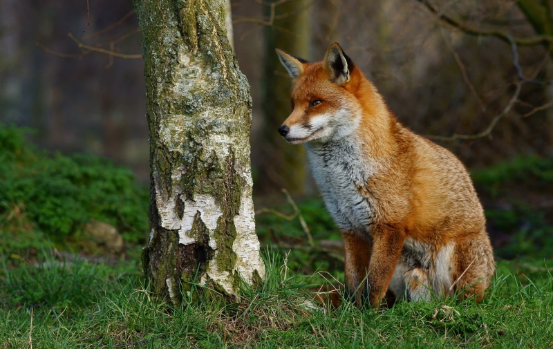 red Fox, wildlife, mammal, British  Wildlife  Centre, animals Hunting, brown, Newchapel  Surrey, carnivore, On Guard, animal, Vulpes, nature, 1080P, Trimming