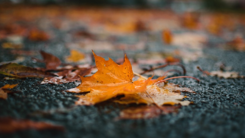 tree, textured, red, pattern, leaves, brown, no People, bright, october, wet, maple, backgrounds, orange Color, september, rainyday, abstract, leaf, street
