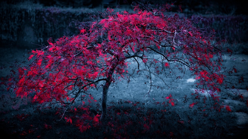 land, autumn, 4K, beauty in nature, multi Colored, change, season, red, growth, red leaves, tranquil scene, nature, tranquility, scenics - nature, flower