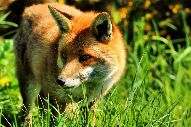forest, brown, wildlife, one Animal, wild Dog, canine, nature, animals Hunting, animals In The Wild, animal, grass, outdoors, British Wildlife Centre, 2K