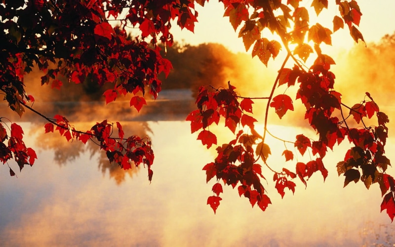 sunset, lake, 720P, fruit, tranquility, branch, beauty in nature, red leaves, day, plant part, nature, sky, dappled sunlight, autumn, change, plant, outdoors