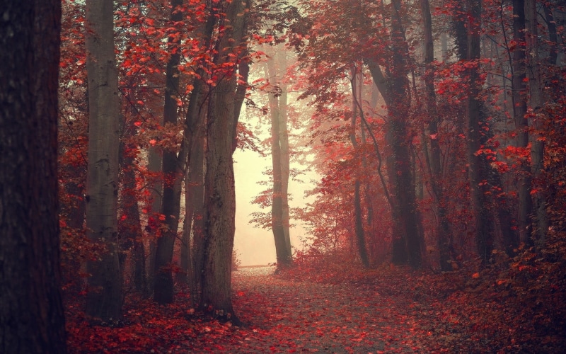 fall, tranquility, tree, day, scenics - nature, forest, leafed, beauty in nature, leaves, center, trunk, plant part, road, the way forward, outdoors