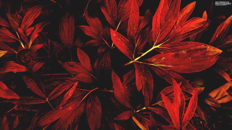 2K, focus on foreground, full frame, nature, natural pattern, growth, day, fall, flowering plant, backgrounds, red, fragility, close-up, vulnerability