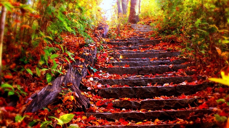 deciduous, 1080P, red leaves, forest, nature, sunlight, stairs, autumn, leaf, landscape, woodland, fall, tree