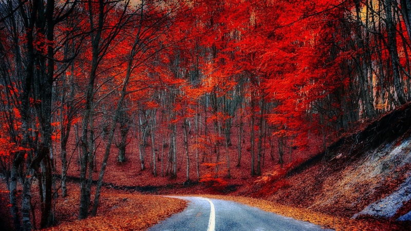 change, transportation, nature, plant, day, direction, beauty in nature, woodland, forest, the way forward, landscape, road, sign, road marking, dividing line